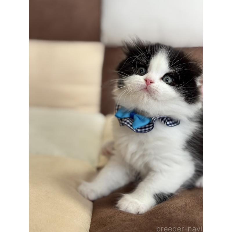 販売中の福岡県のスコティッシュフォールド(折れ耳)-133562の3枚目