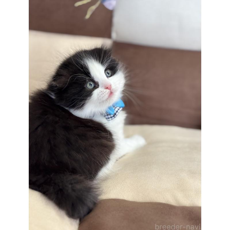 販売中の福岡県のスコティッシュフォールド(折れ耳)-133562の2枚目