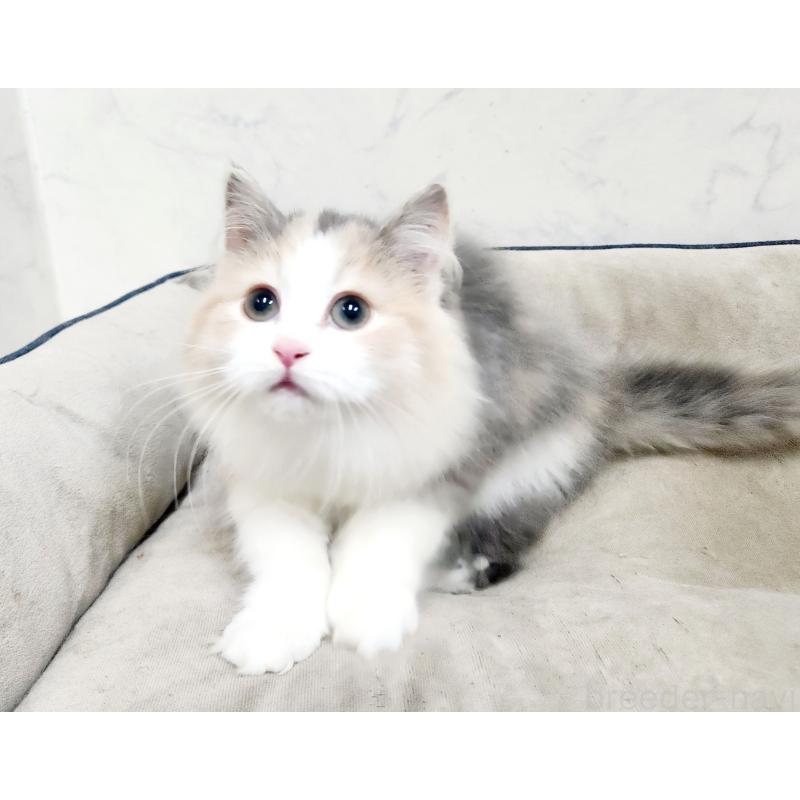 販売中の北海道のノルウェージャンフォレストキャット-133561の7枚目