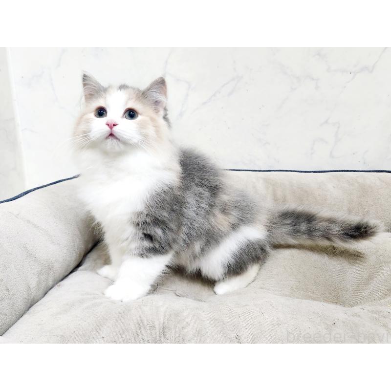 販売中の北海道のノルウェージャンフォレストキャット-133561の6枚目