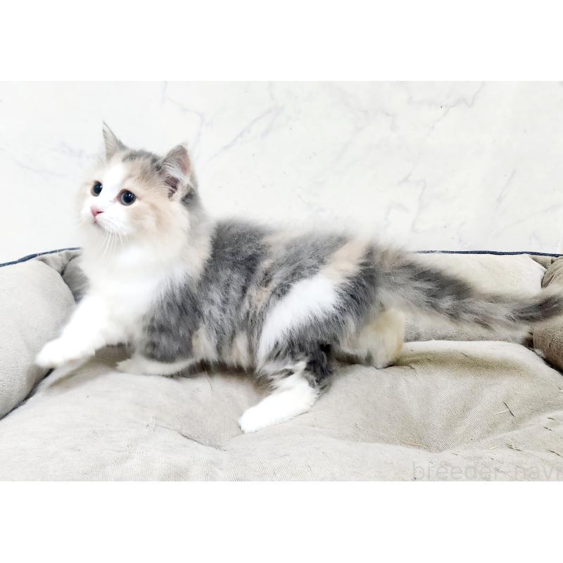 販売中の北海道のノルウェージャンフォレストキャット-133561の5枚目