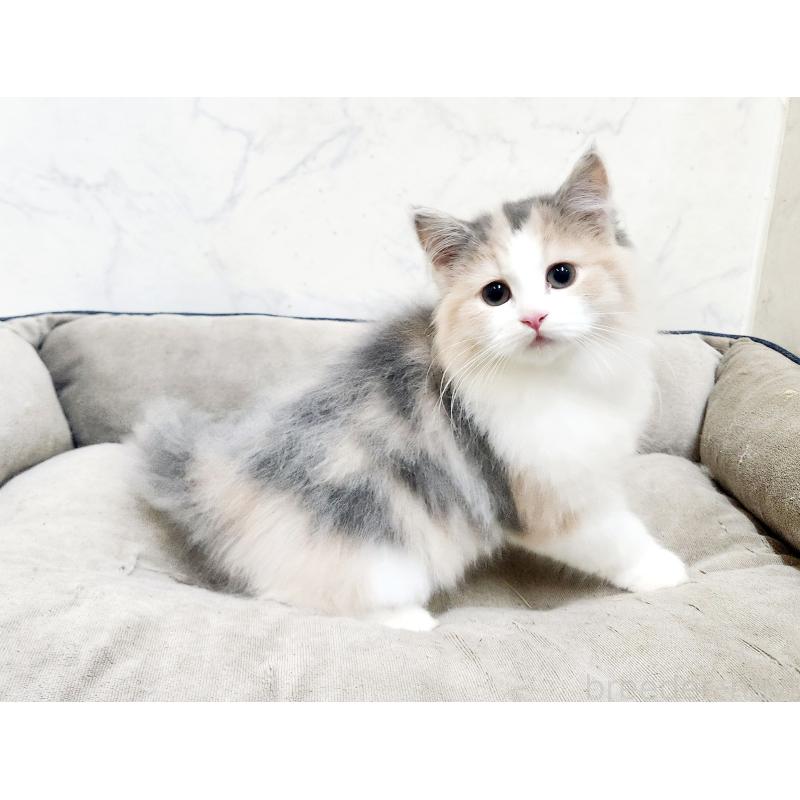 販売中の北海道のノルウェージャンフォレストキャット-133561の4枚目