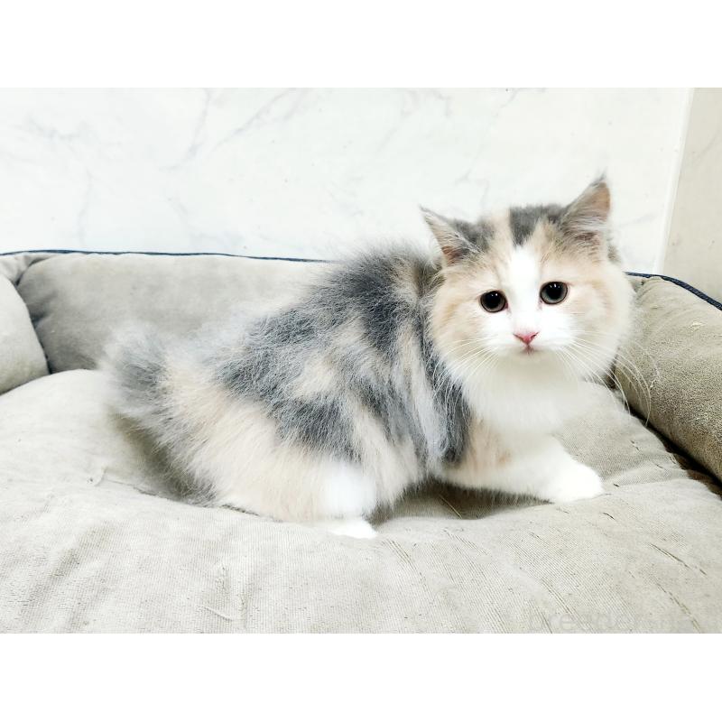 販売中の北海道のノルウェージャンフォレストキャット-133561の3枚目