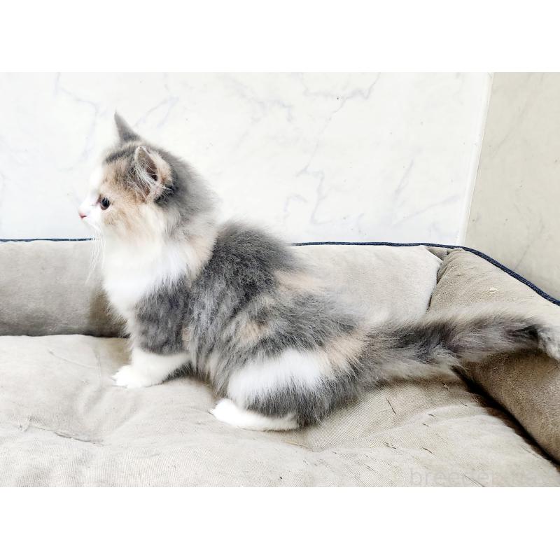 販売中の北海道のノルウェージャンフォレストキャット-133561の2枚目