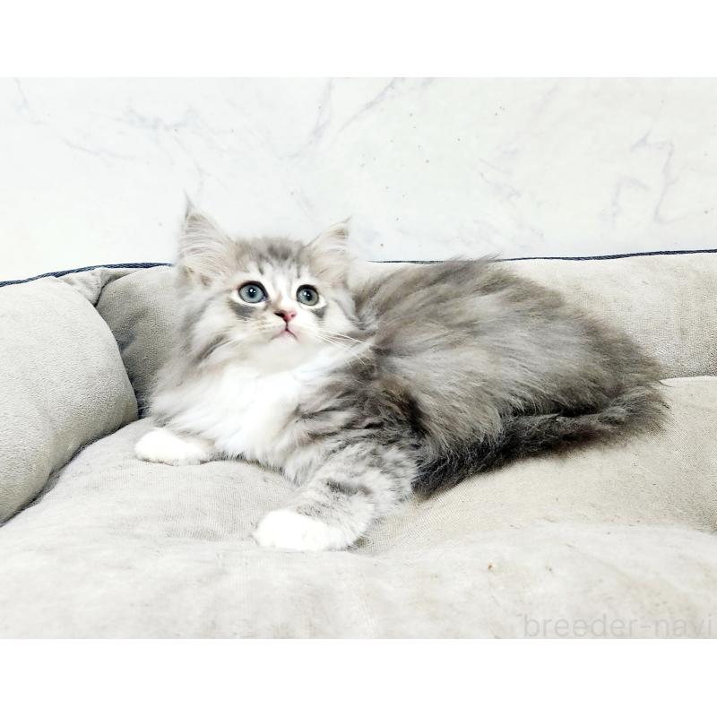 販売中の北海道のノルウェージャンフォレストキャット-133560の7枚目