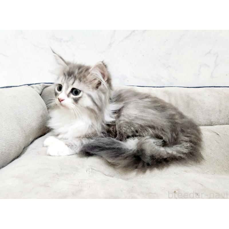 販売中の北海道のノルウェージャンフォレストキャット-133560の6枚目