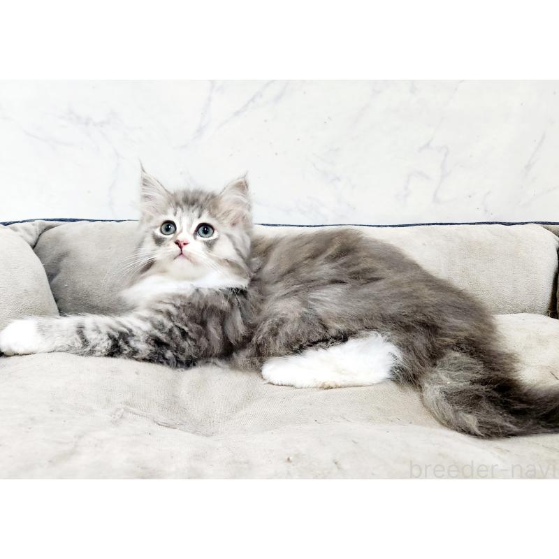 販売中の北海道のノルウェージャンフォレストキャット-133560の5枚目