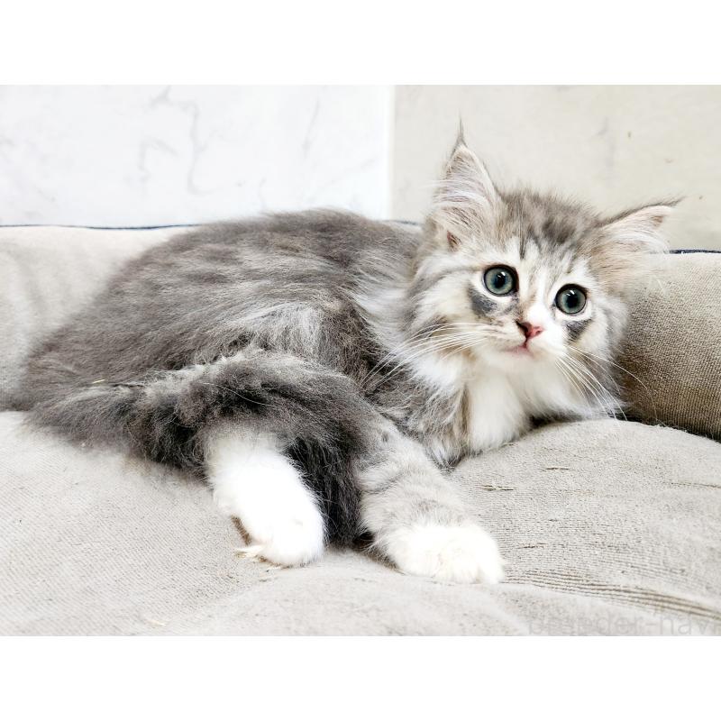 販売中の北海道のノルウェージャンフォレストキャット-133560の4枚目