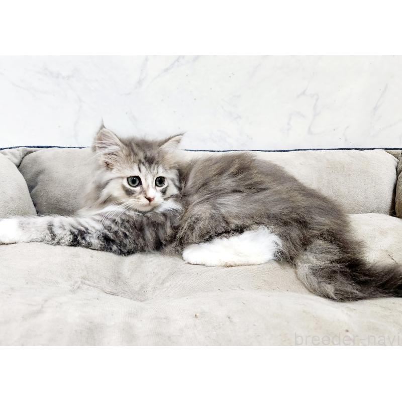 販売中の北海道のノルウェージャンフォレストキャット-133560の3枚目