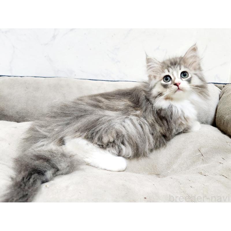 販売中の北海道のノルウェージャンフォレストキャット-133560の2枚目