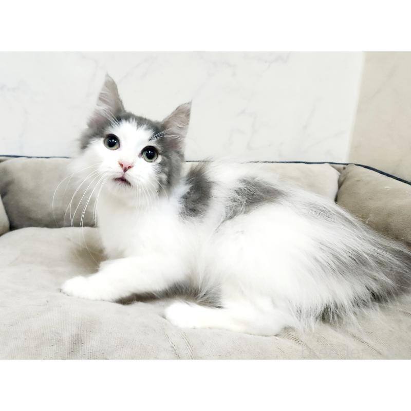 販売中の北海道のノルウェージャンフォレストキャット-133563の5枚目