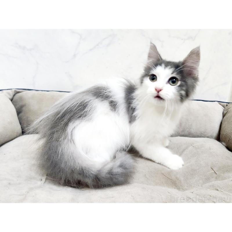 販売中の北海道のノルウェージャンフォレストキャット-133563の4枚目