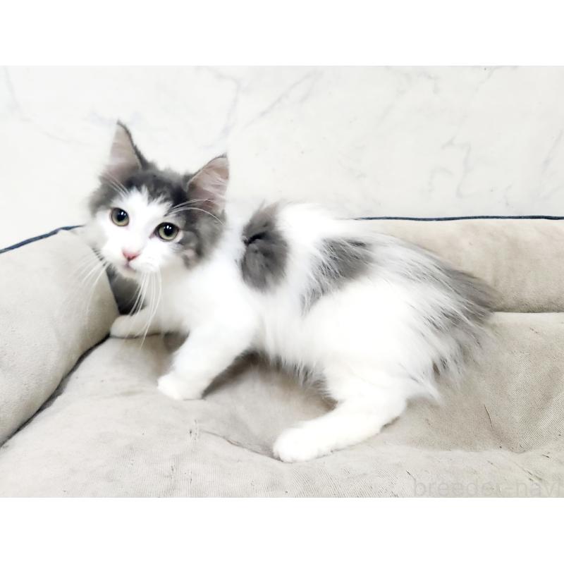 販売中の北海道のノルウェージャンフォレストキャット-133563の3枚目