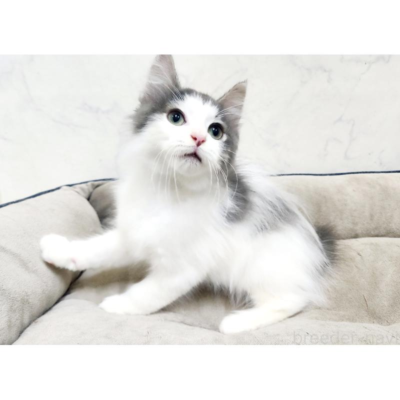販売中の北海道のノルウェージャンフォレストキャット-133563の2枚目