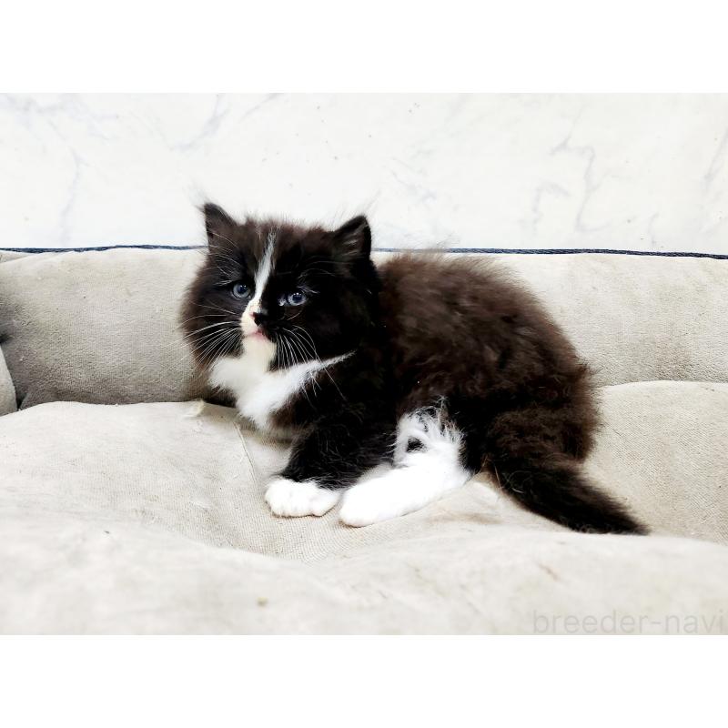 販売中の北海道のノルウェージャンフォレストキャット-133564の6枚目