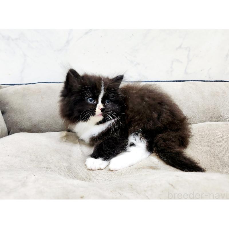 販売中の北海道のノルウェージャンフォレストキャット-133564の5枚目