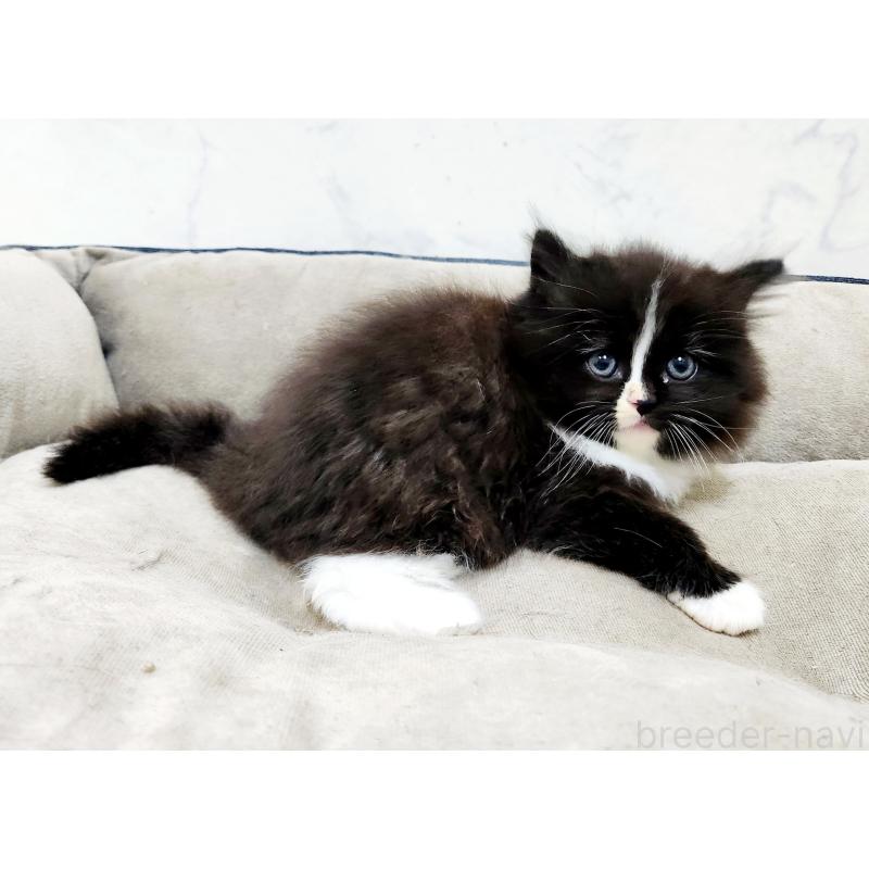 販売中の北海道のノルウェージャンフォレストキャット-133564の4枚目