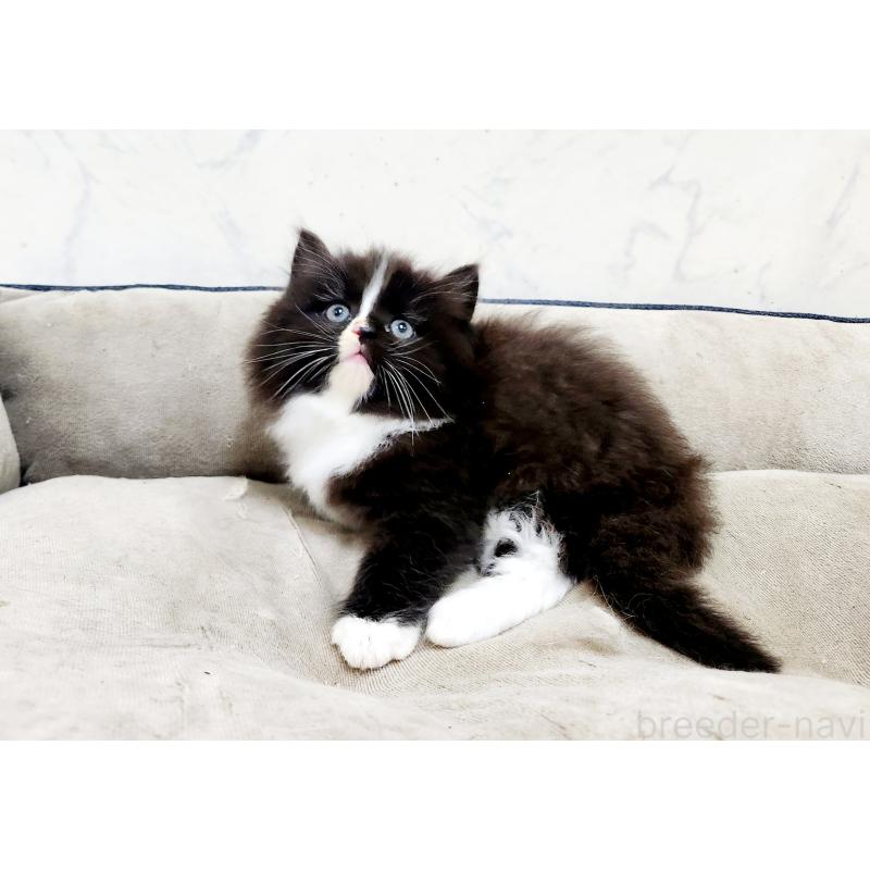 販売中の北海道のノルウェージャンフォレストキャット-133564の3枚目