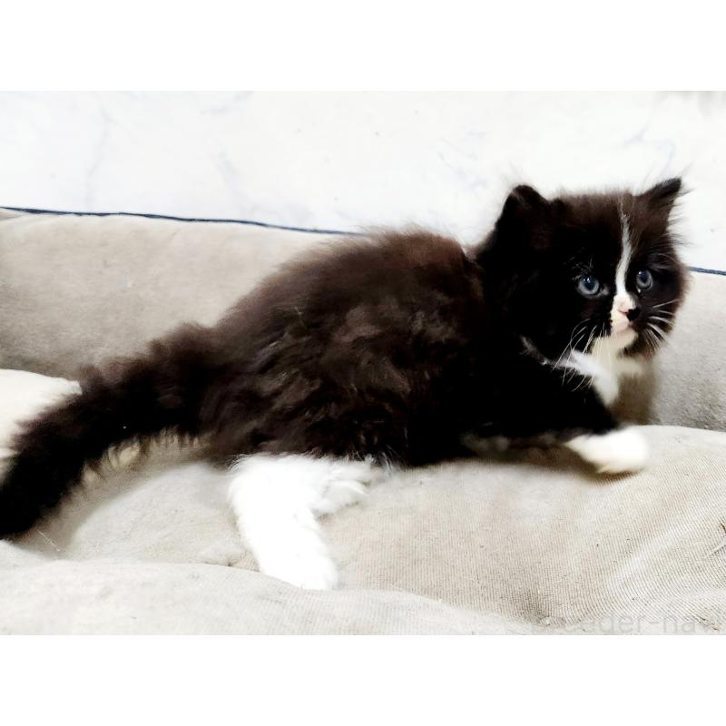 販売中の北海道のノルウェージャンフォレストキャット-133564の2枚目