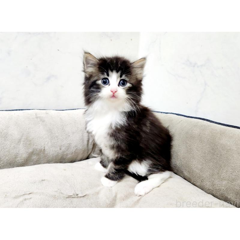 販売中の北海道のノルウェージャンフォレストキャット-133565の7枚目