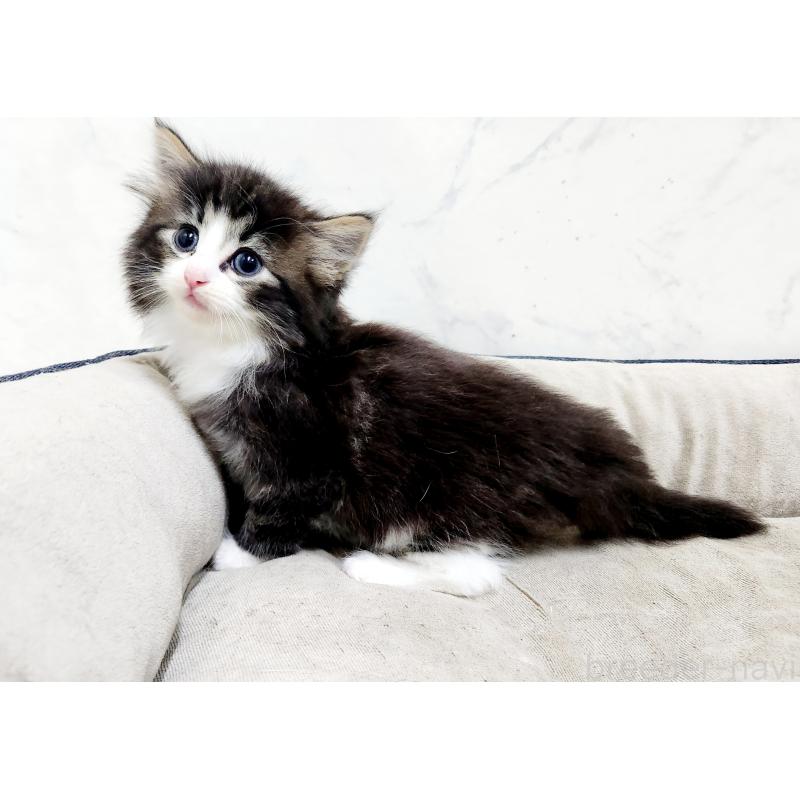 販売中の北海道のノルウェージャンフォレストキャット-133565の6枚目