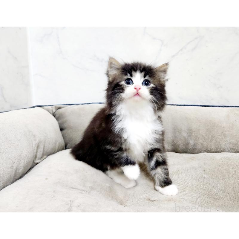 販売中の北海道のノルウェージャンフォレストキャット-133565の5枚目