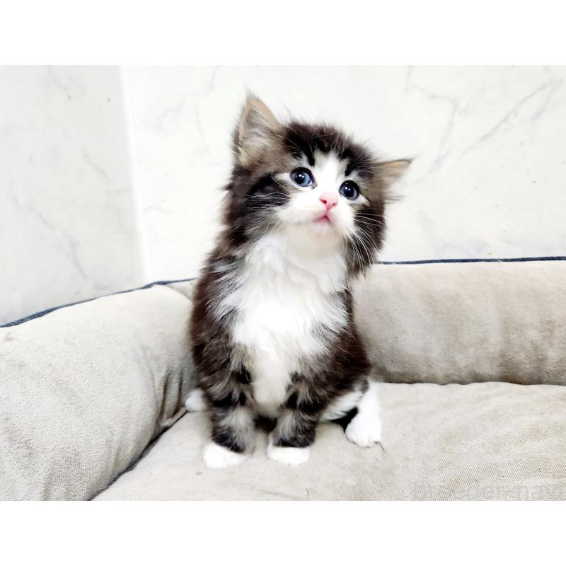 販売中の北海道のノルウェージャンフォレストキャット-133565の4枚目