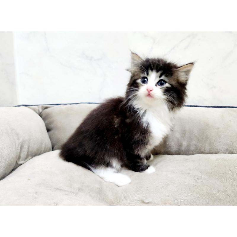 販売中の北海道のノルウェージャンフォレストキャット-133565の3枚目