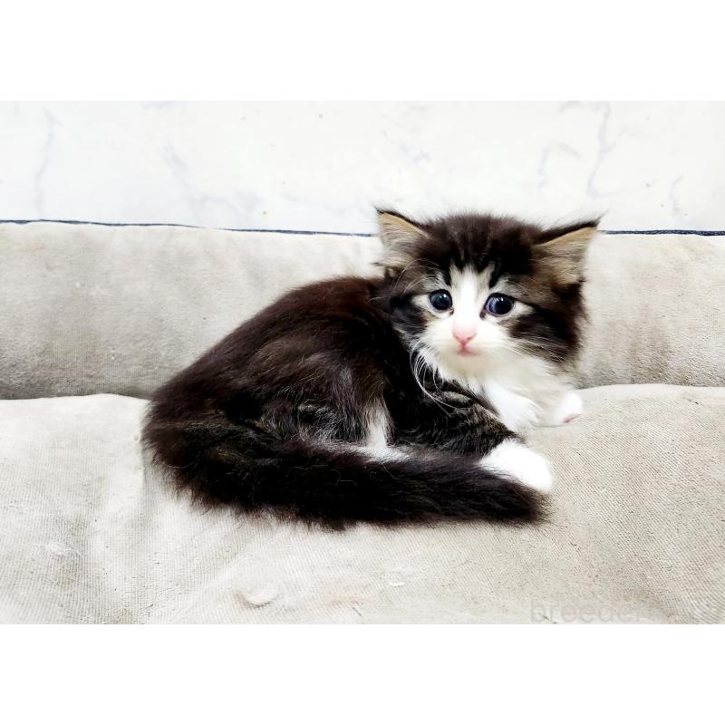 販売中の北海道のノルウェージャンフォレストキャット-133565の2枚目