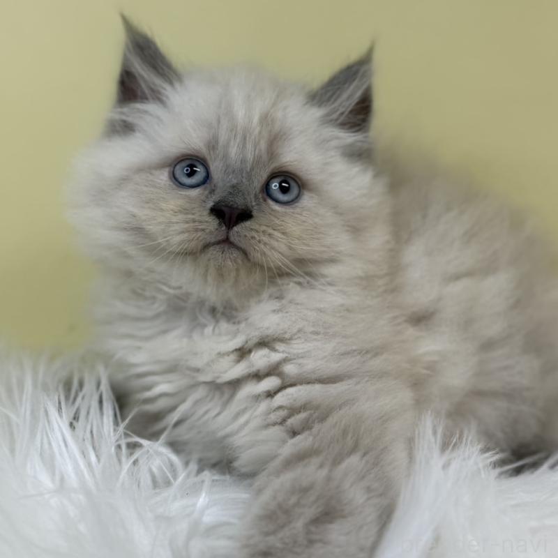 販売中の埼玉県のネヴァマスカレード-132172