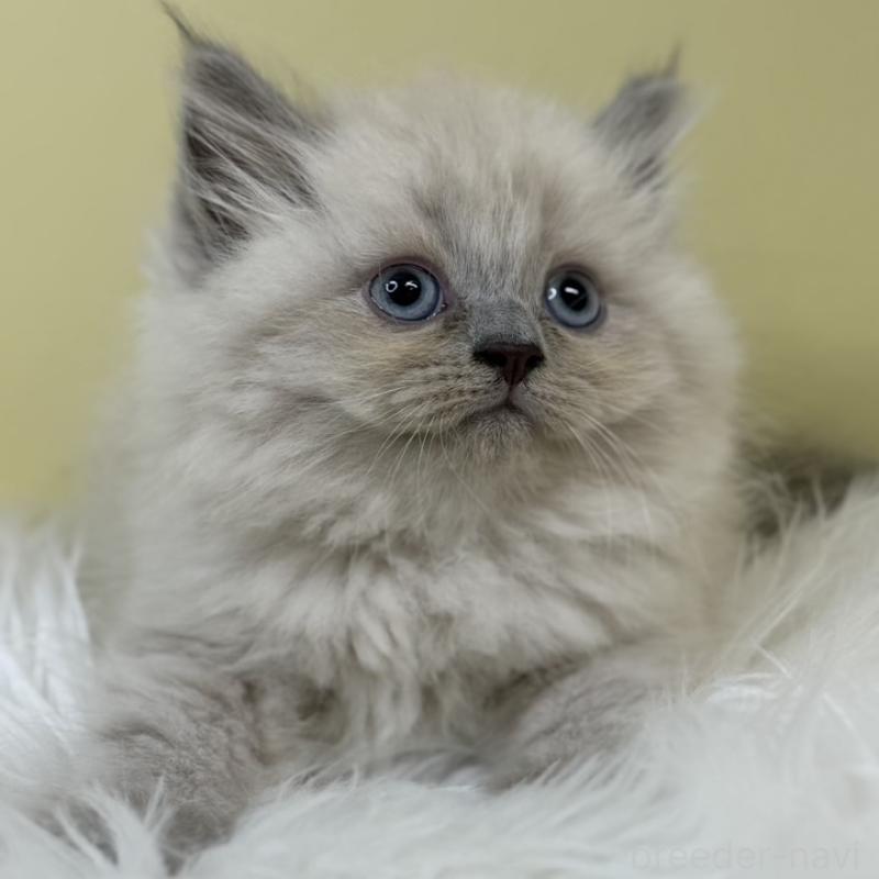 販売中の埼玉県のネヴァマスカレード-132173