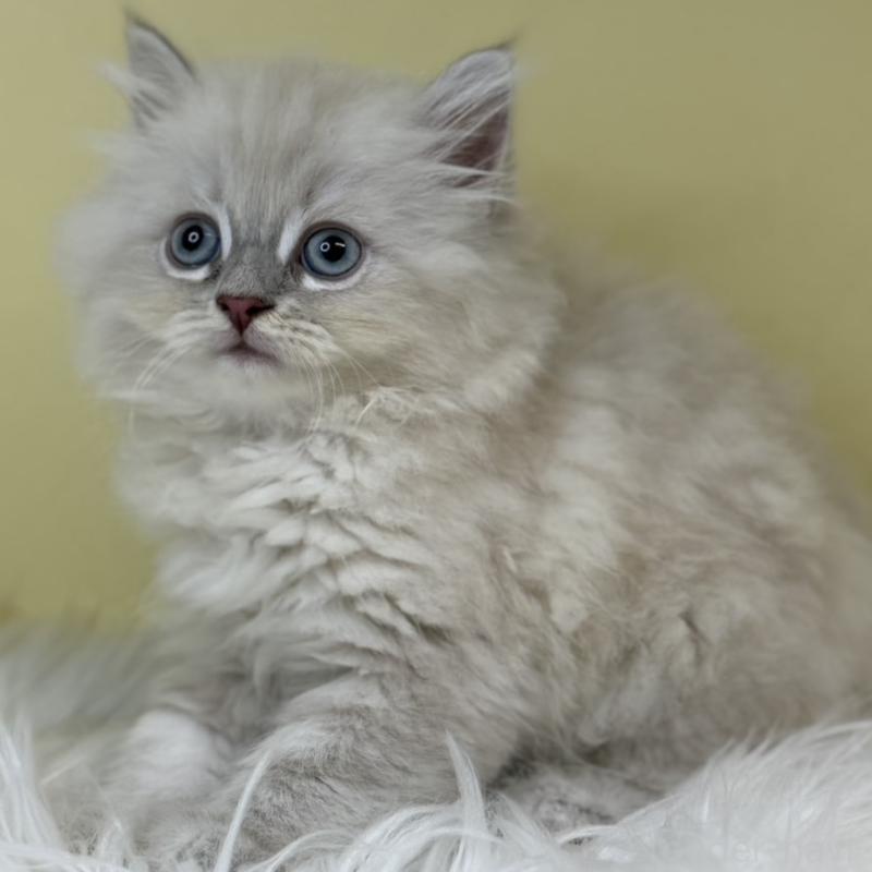 販売中の埼玉県のネヴァマスカレード-132174