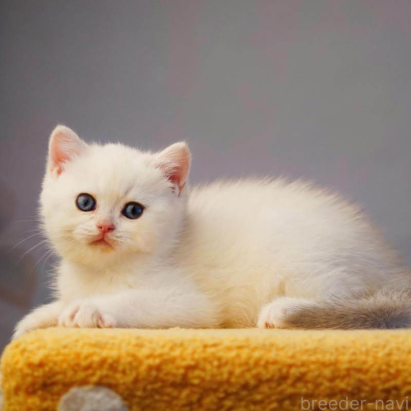 販売中の千葉県のブリティッシュショートヘア-133569の4枚目