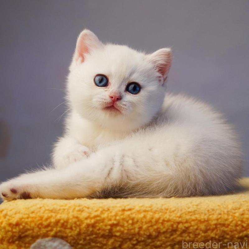 販売中の千葉県のブリティッシュショートヘア-133569の3枚目