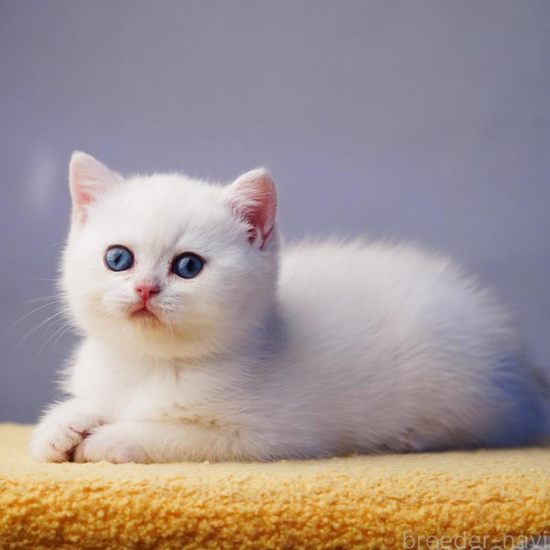 販売中の千葉県のブリティッシュショートヘア-133569の2枚目