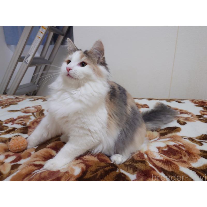 成約済の埼玉県のノルウェージャンフォレストキャット-122995の7枚目