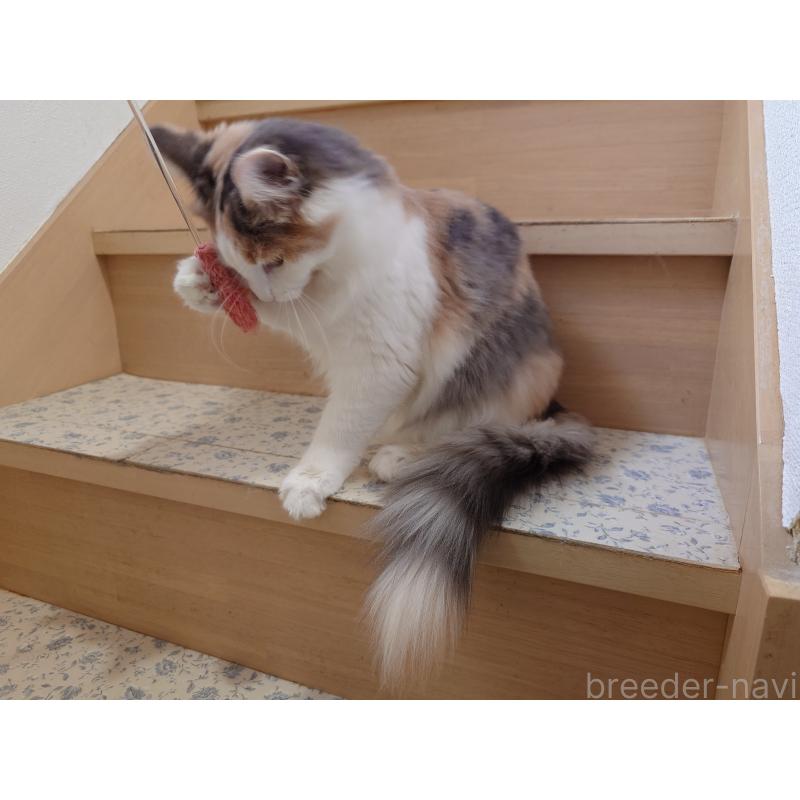 成約済の埼玉県のノルウェージャンフォレストキャット-122995の6枚目