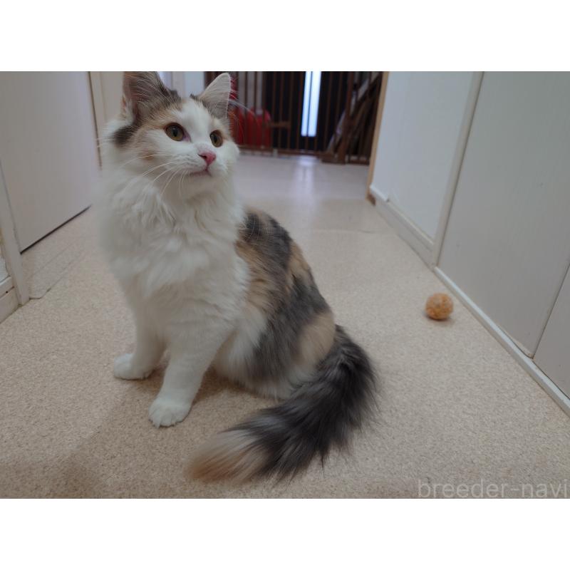成約済の埼玉県のノルウェージャンフォレストキャット-122995の5枚目