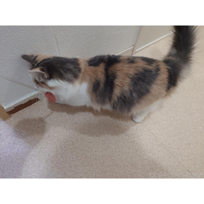 成約済の埼玉県のノルウェージャンフォレストキャット-122995の4枚目