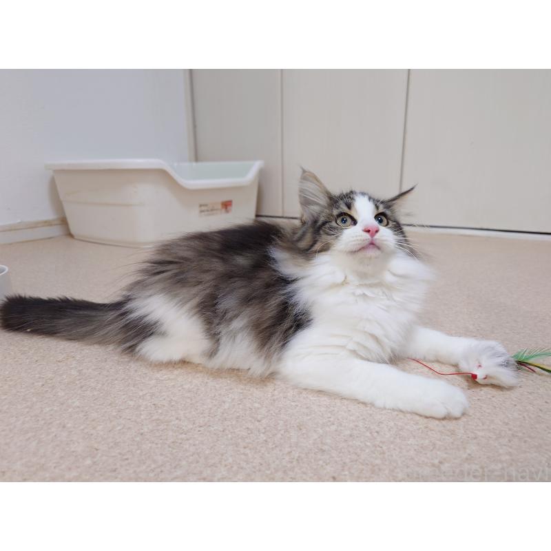 販売中の埼玉県のノルウェージャンフォレストキャット-127522の6枚目
