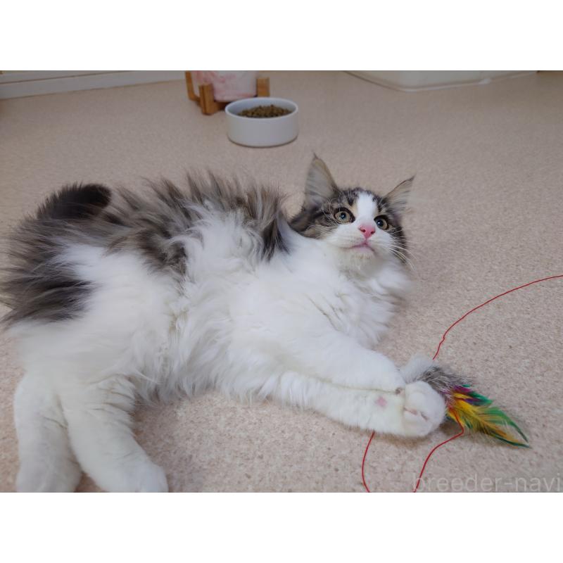 販売中の埼玉県のノルウェージャンフォレストキャット-127522の5枚目