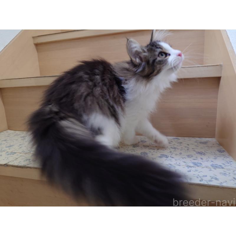 販売中の埼玉県のノルウェージャンフォレストキャット-127522の4枚目