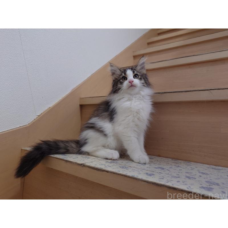 販売中の埼玉県のノルウェージャンフォレストキャット-127522の3枚目