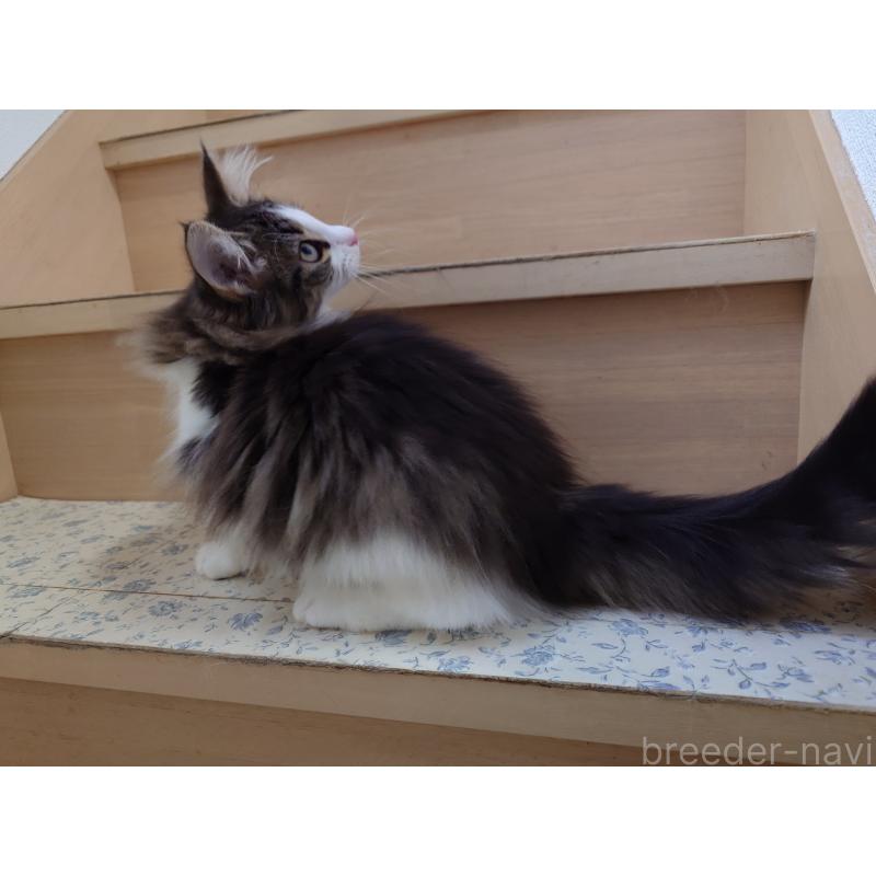 販売中の埼玉県のノルウェージャンフォレストキャット-127522の2枚目