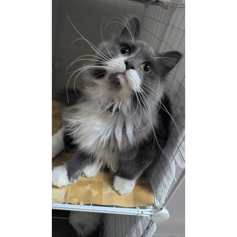 販売中の大阪府のミヌエット-120590の3枚目