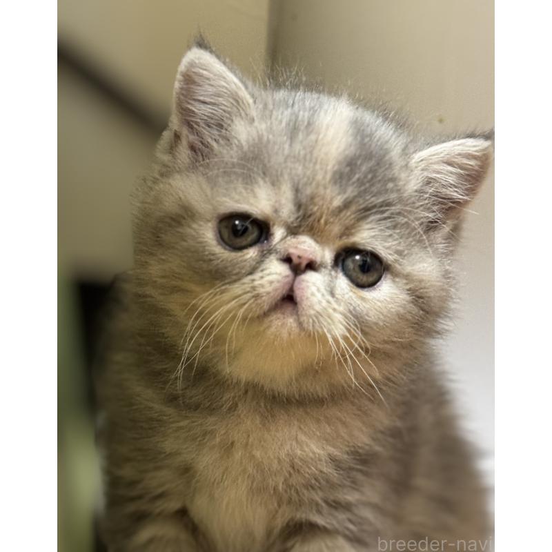 販売中の神奈川県のエキゾチックショートヘア-133238の7枚目