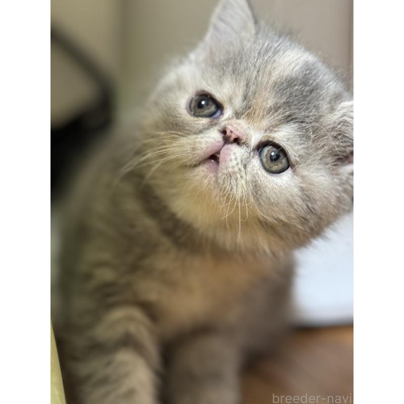 販売中の神奈川県のエキゾチックショートヘア-133238の2枚目