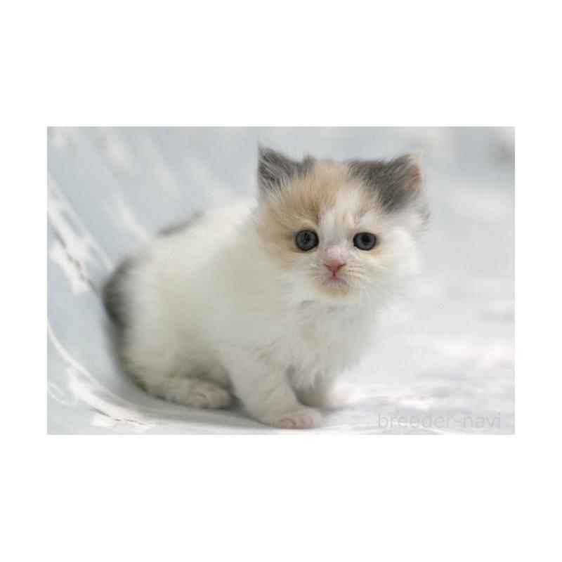 販売中の群馬県のミヌエット-133570の4枚目