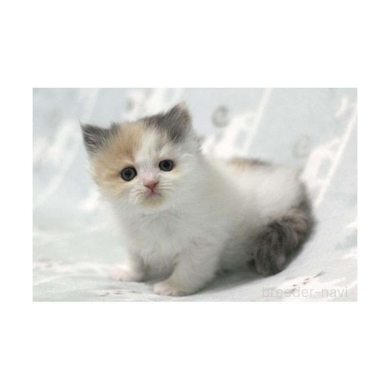 販売中の群馬県のミヌエット-133570の3枚目