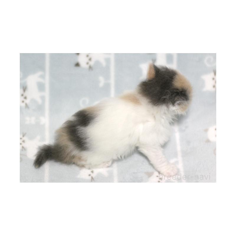 販売中の群馬県のミヌエット-133570の2枚目